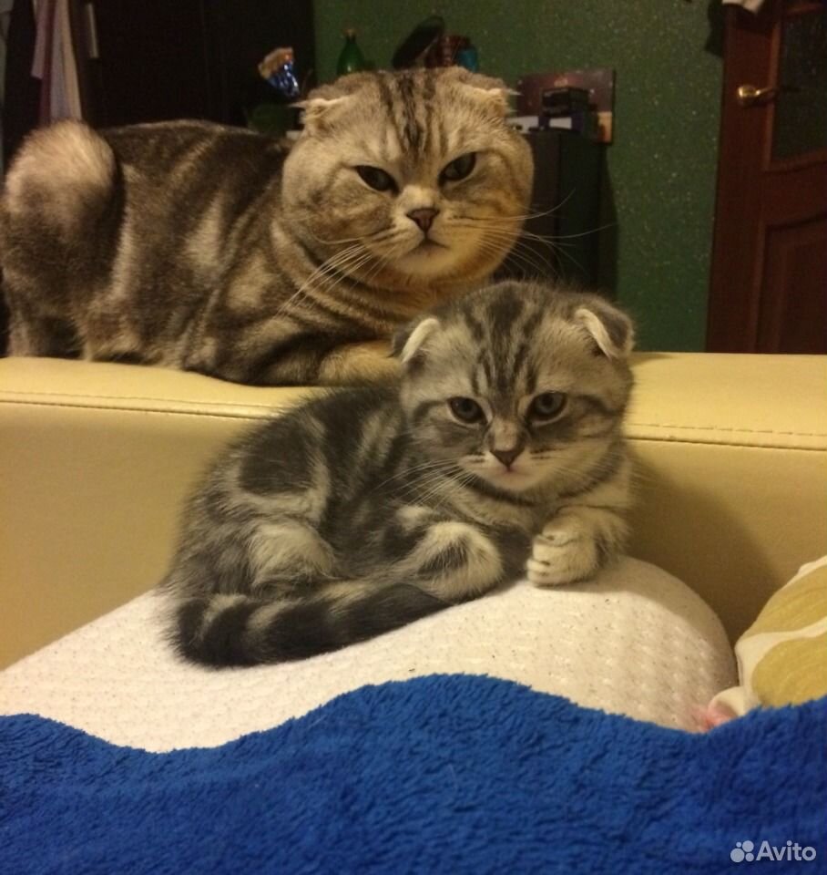 Шотландский котенок