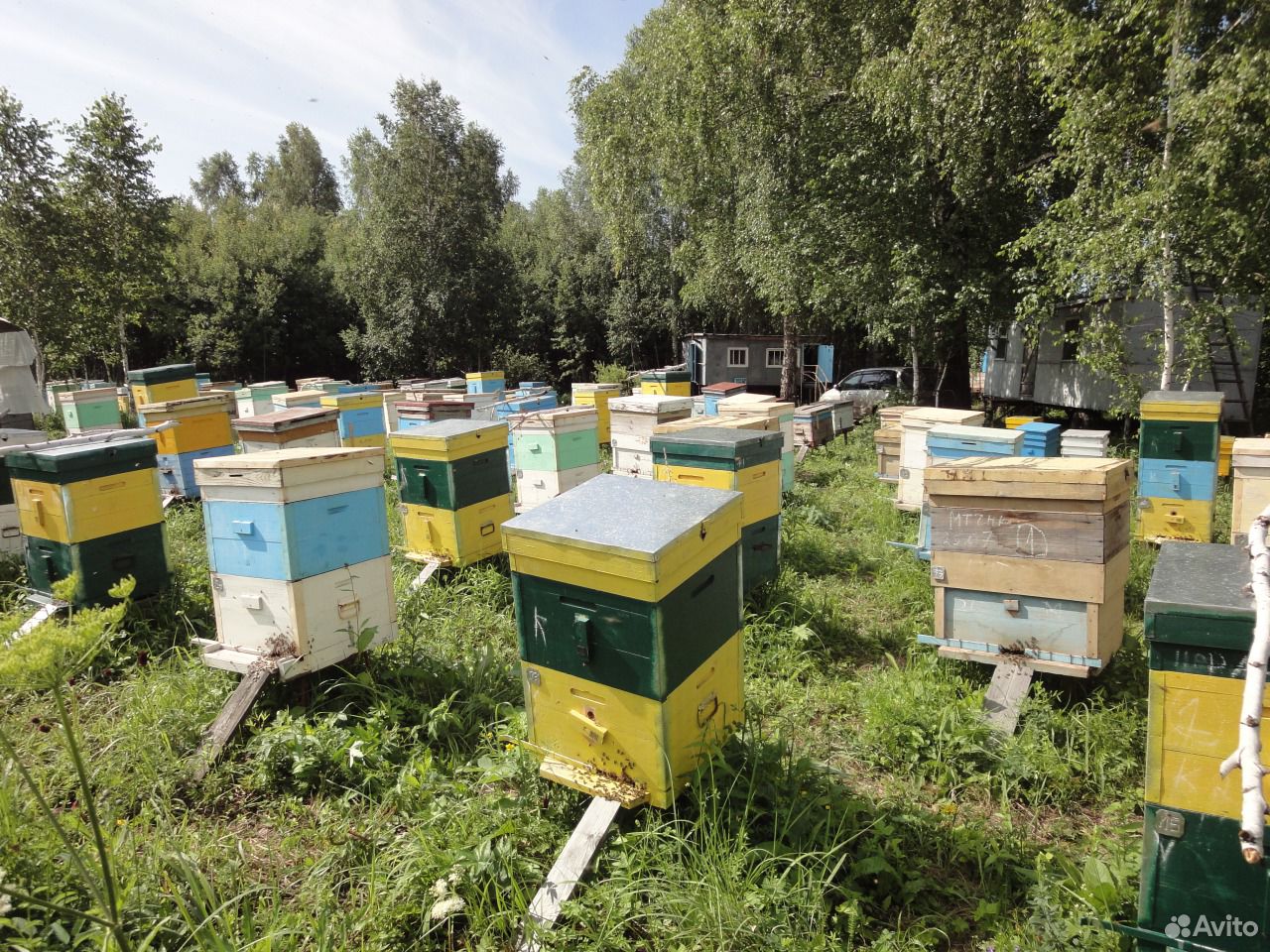 Продаю зимовалых пчел (Карпатка) купить на Зозу.ру - фотография № 1