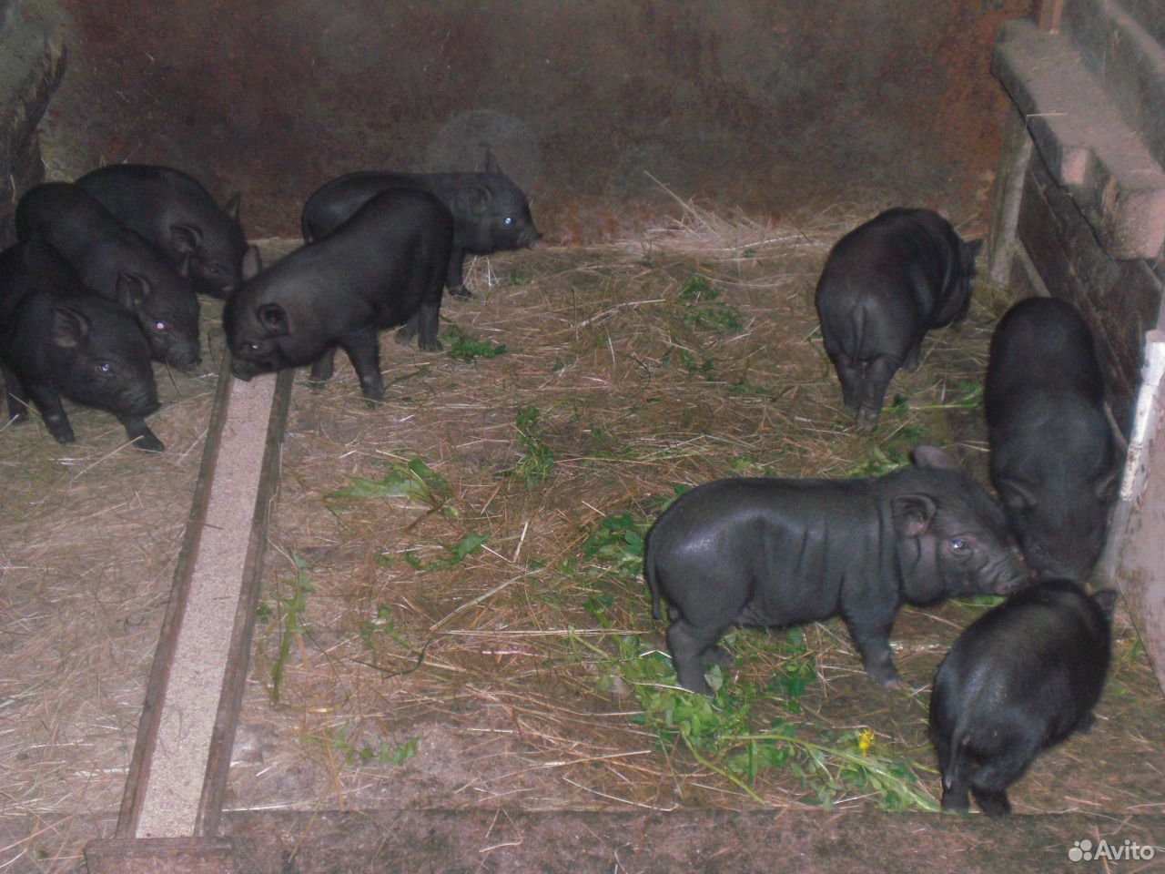 Купить Вьетнамских Поросят На Авито Владимирская Область