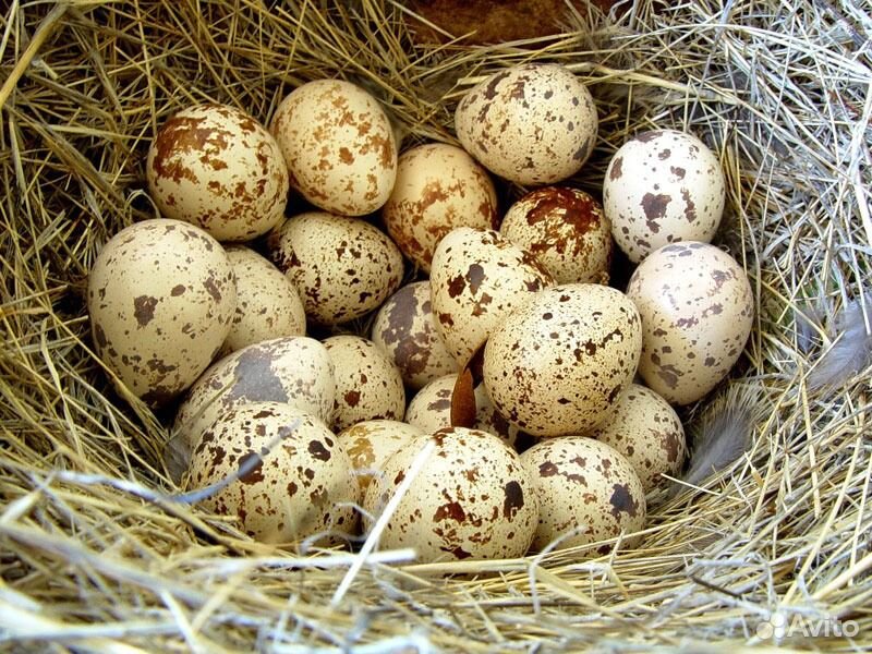 Яйцо инкубационное перепелиное купить на Зозу.ру - фотография № 2