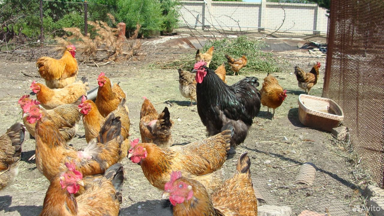 Цыплята кучинские купить на Зозу.ру - фотография № 2