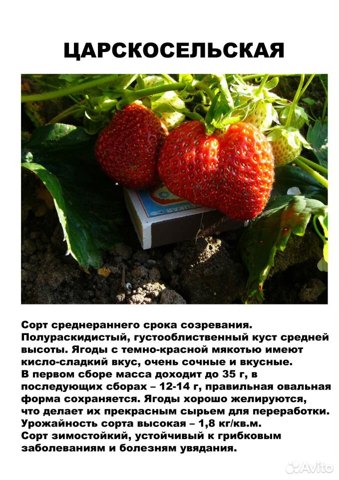 Саженцы садовой земляники (клубники) на август купить на Зозу.ру - фотография № 2