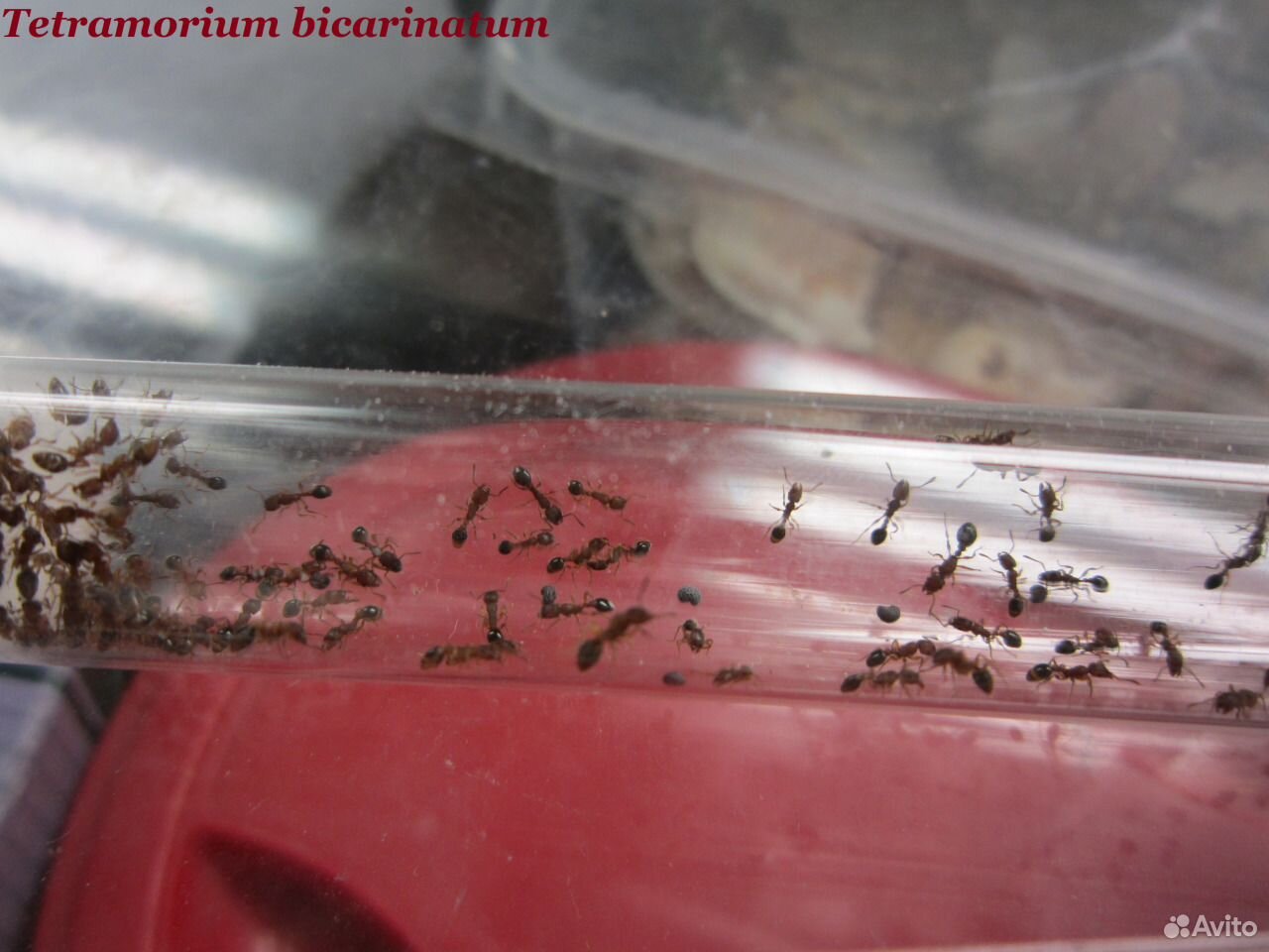 Messor structor-степной муравей жнец купить на Зозу.ру - фотография № 4