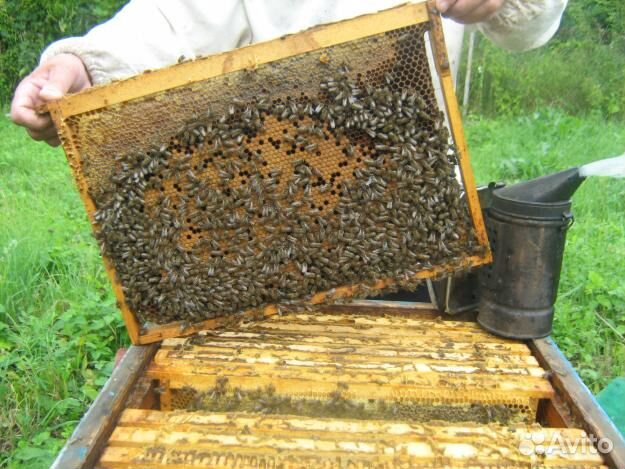 Продаются пчелопакеты купить на Зозу.ру - фотография № 1