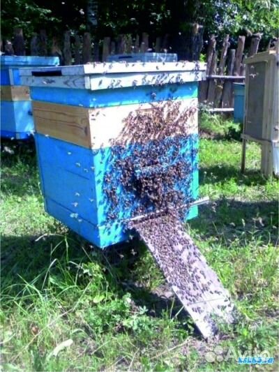 Пчелы, улья вместе с пчелами купить на Зозу.ру - фотография № 1