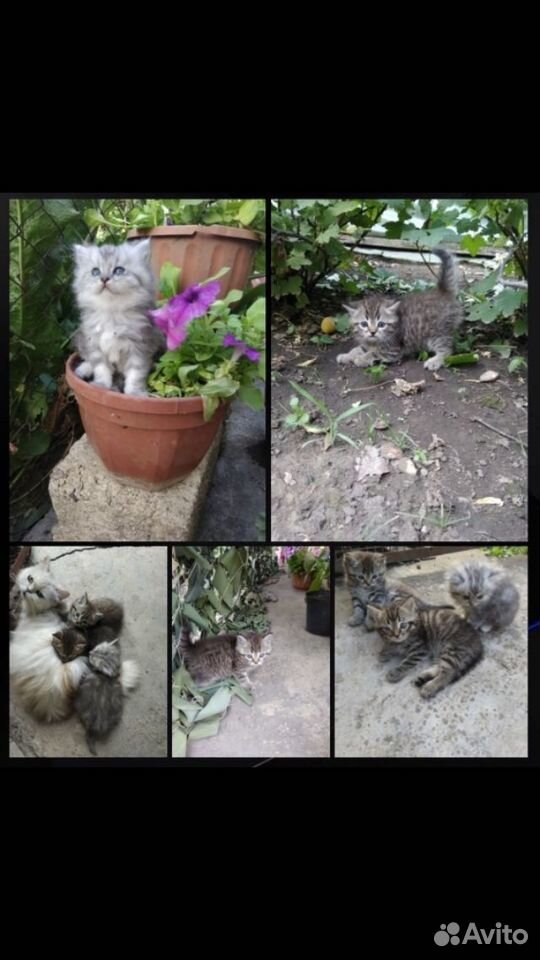Домашний мини приют отдаст котяток выброшенных на купить на Зозу.ру - фотография № 1