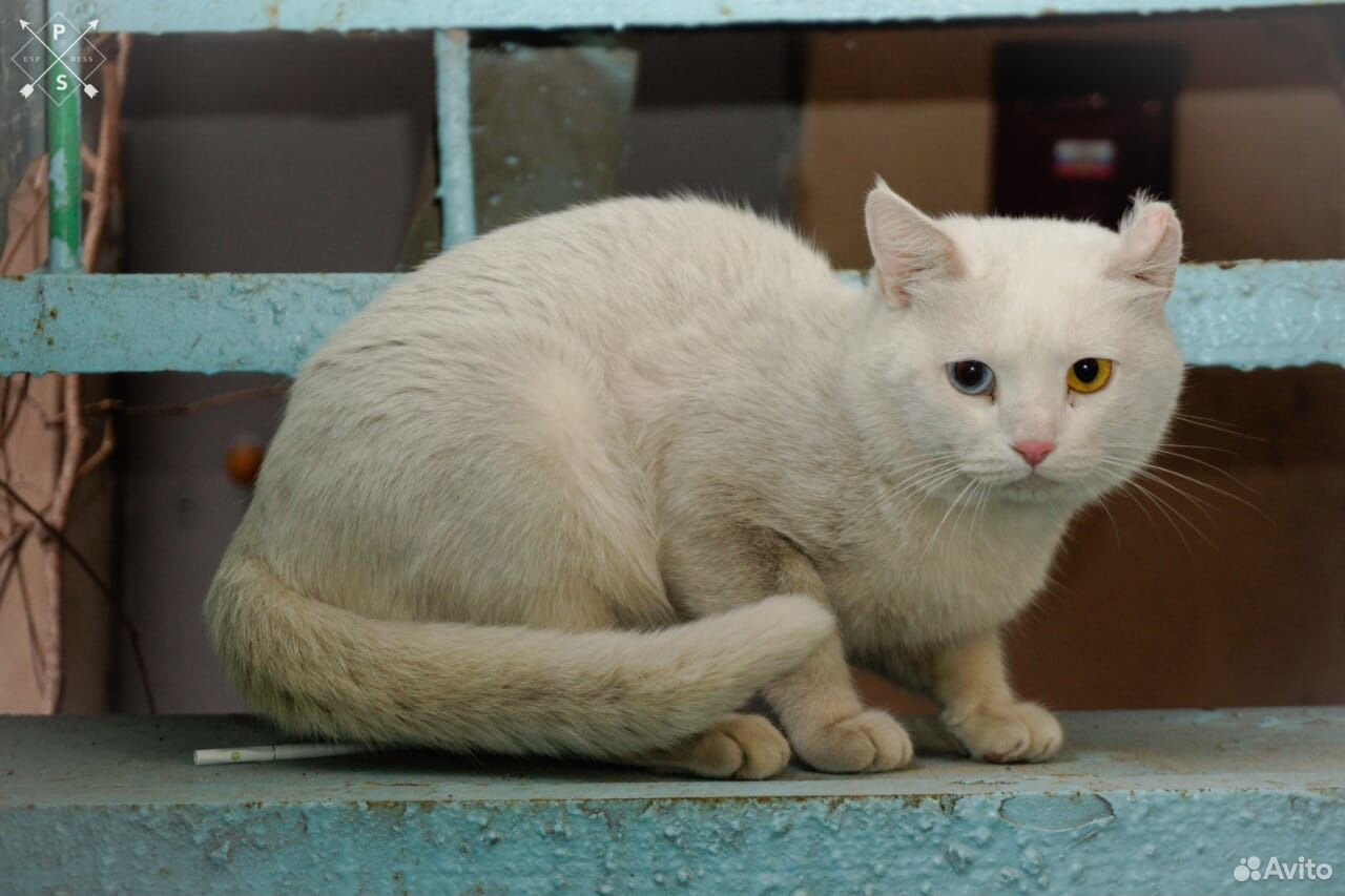 Коты альбиносы