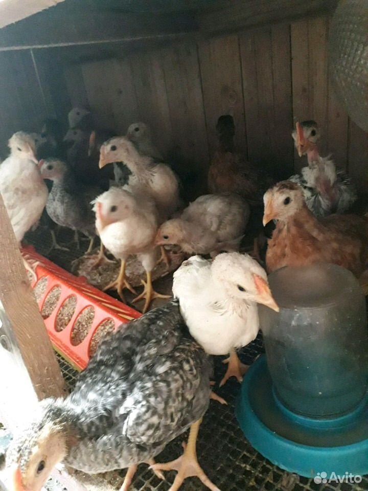 Цыплята кур-несушек купить на Зозу.ру - фотография № 5