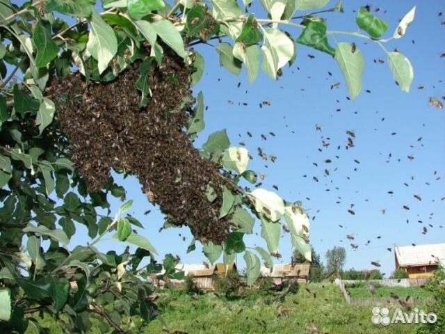 Сниму рой пчёл купить на Зозу.ру - фотография № 4