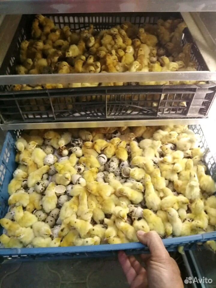 Инкубатор новый на 900 куриных яиц купить на Зозу.ру - фотография № 7