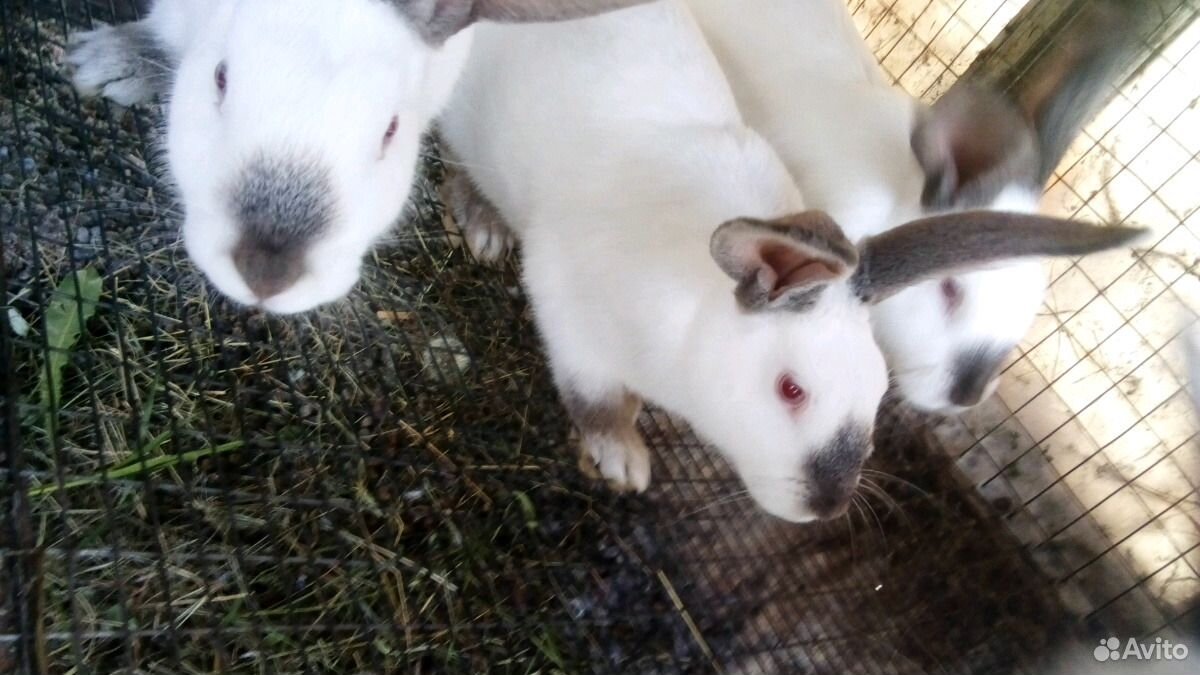 Кролики Калифорнийские и мясо кролика купить на Зозу.ру - фотография № 2