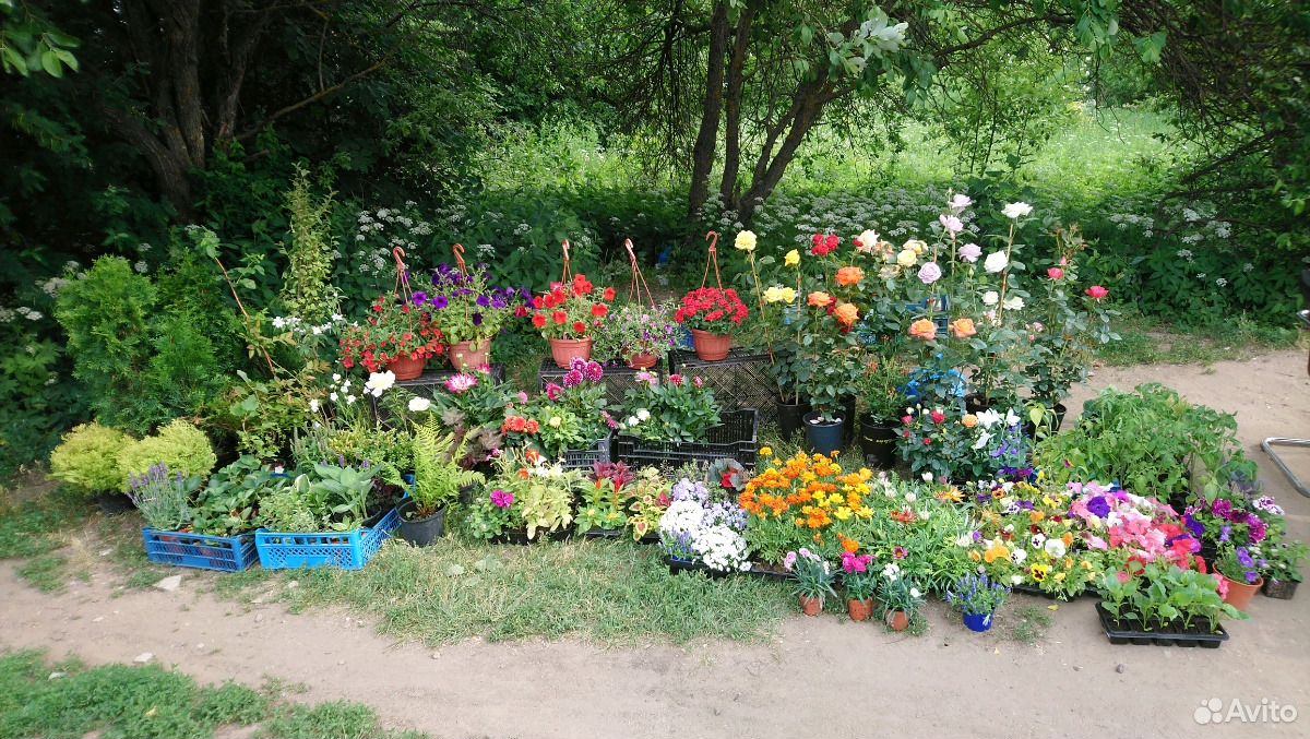 Различные цветы и саженцы купить на Зозу.ру - фотография № 1