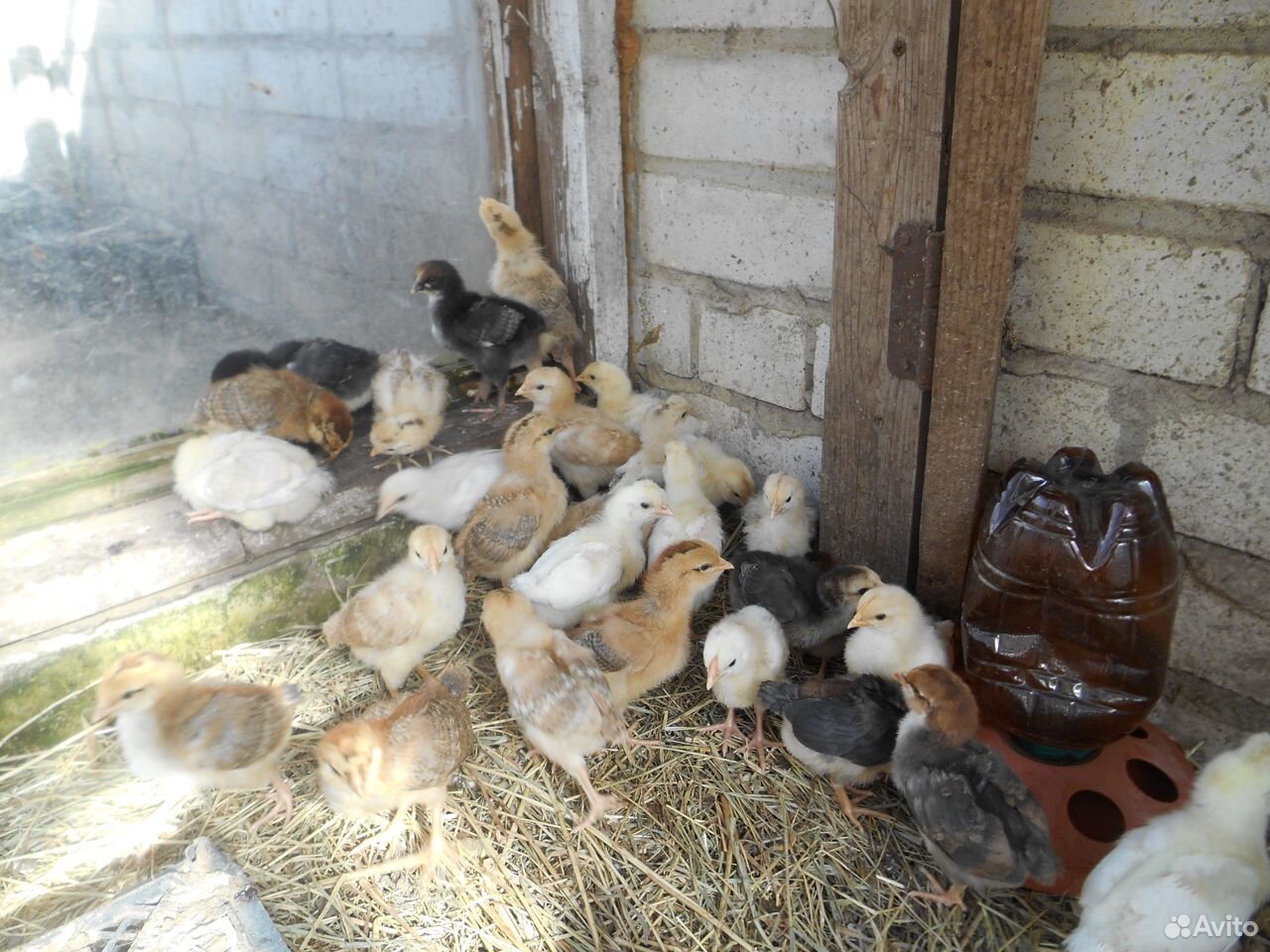 Цыпляты купить на Зозу.ру - фотография № 1