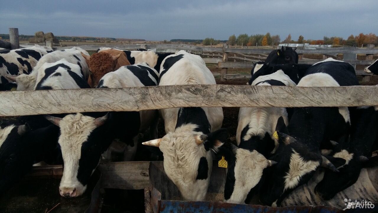 Купить Телят В Нижегородской Арзамас