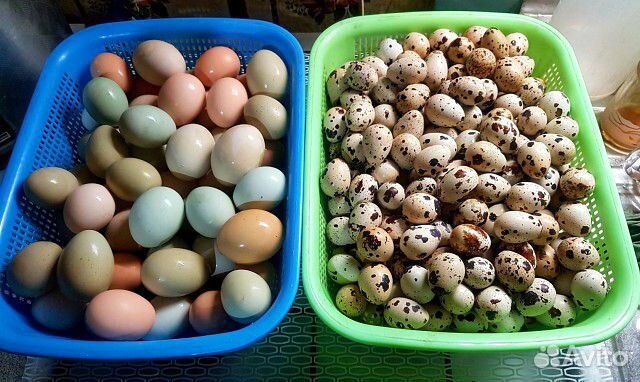 Перепела, перепелята и инкубационное яйцо купить на Зозу.ру - фотография № 3