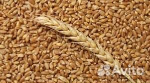 Пшеница "Радуга" купить на Зозу.ру - фотография № 1