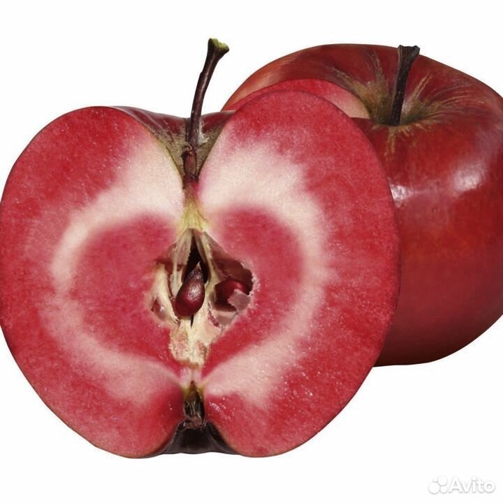 Красномякотная яблоня купить на Зозу.ру - фотография № 1
