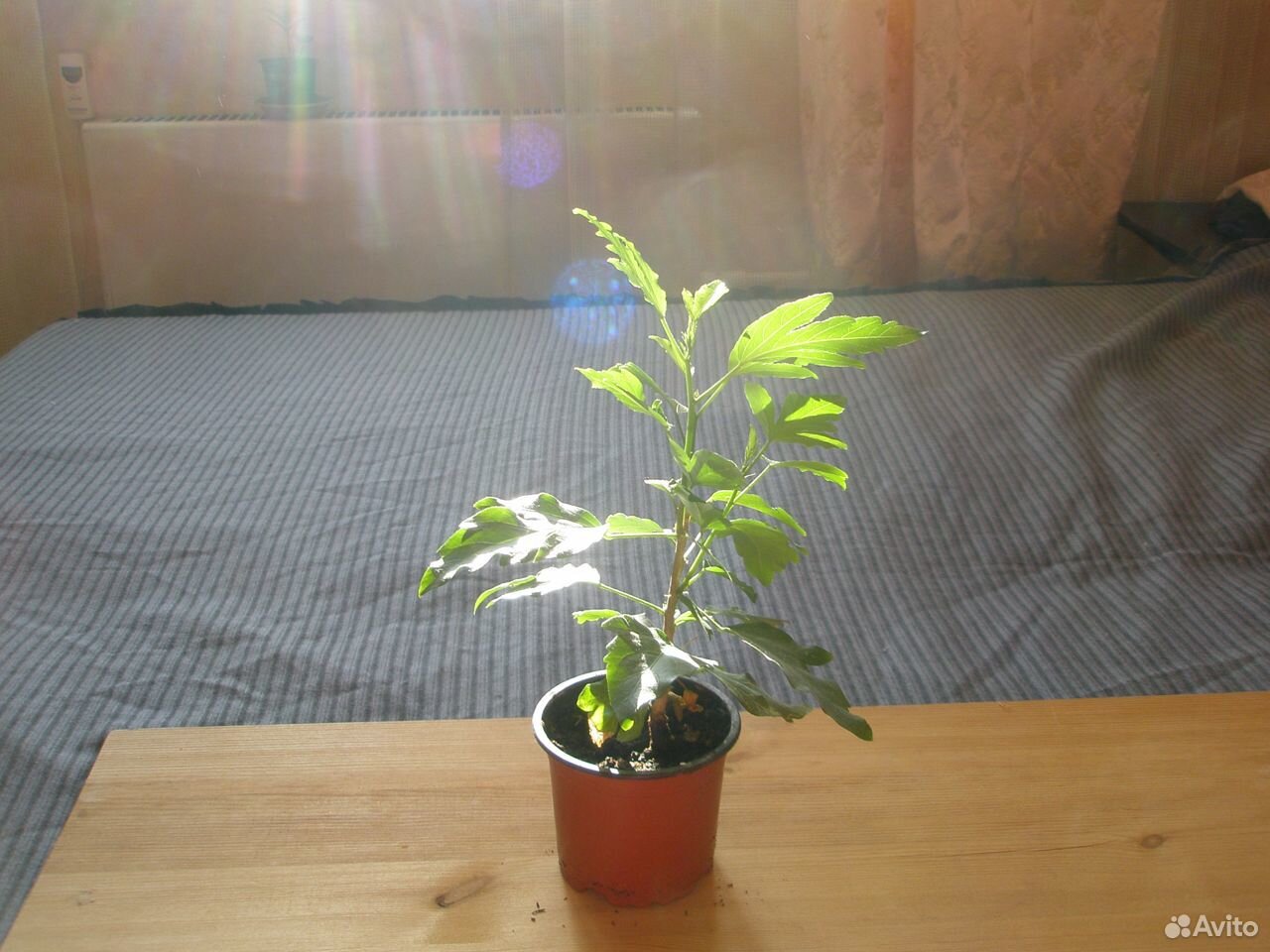 Комнатное растение Гибискус "Sunshine Orange" купить на Зозу.ру - фотография № 2