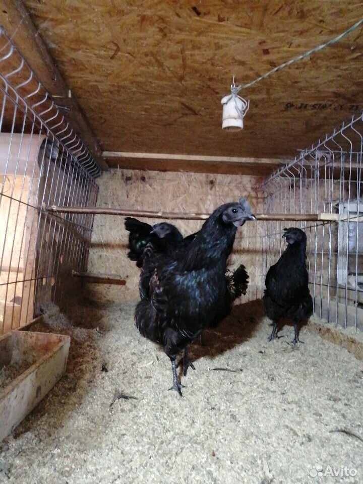 Инкубационное яйцо элитных кур, цыплята купить на Зозу.ру - фотография № 9