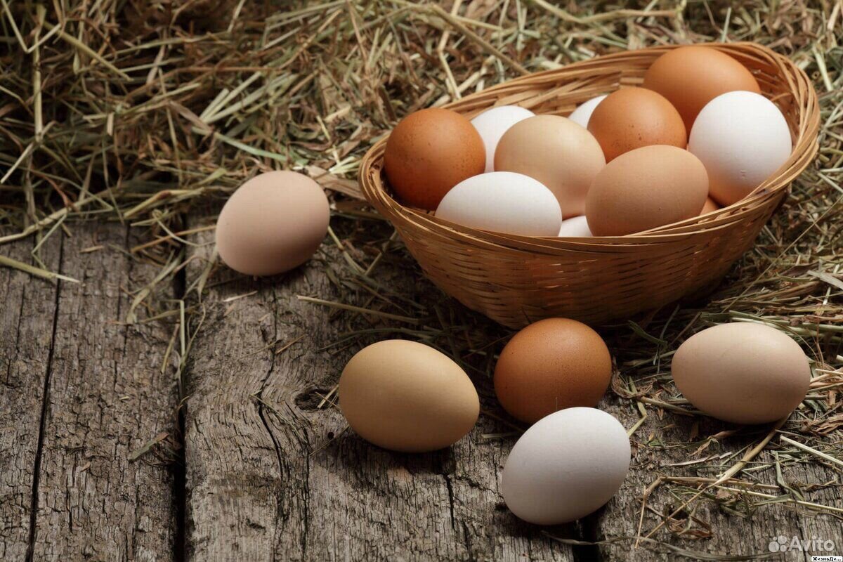 картинки домашних яиц куриных