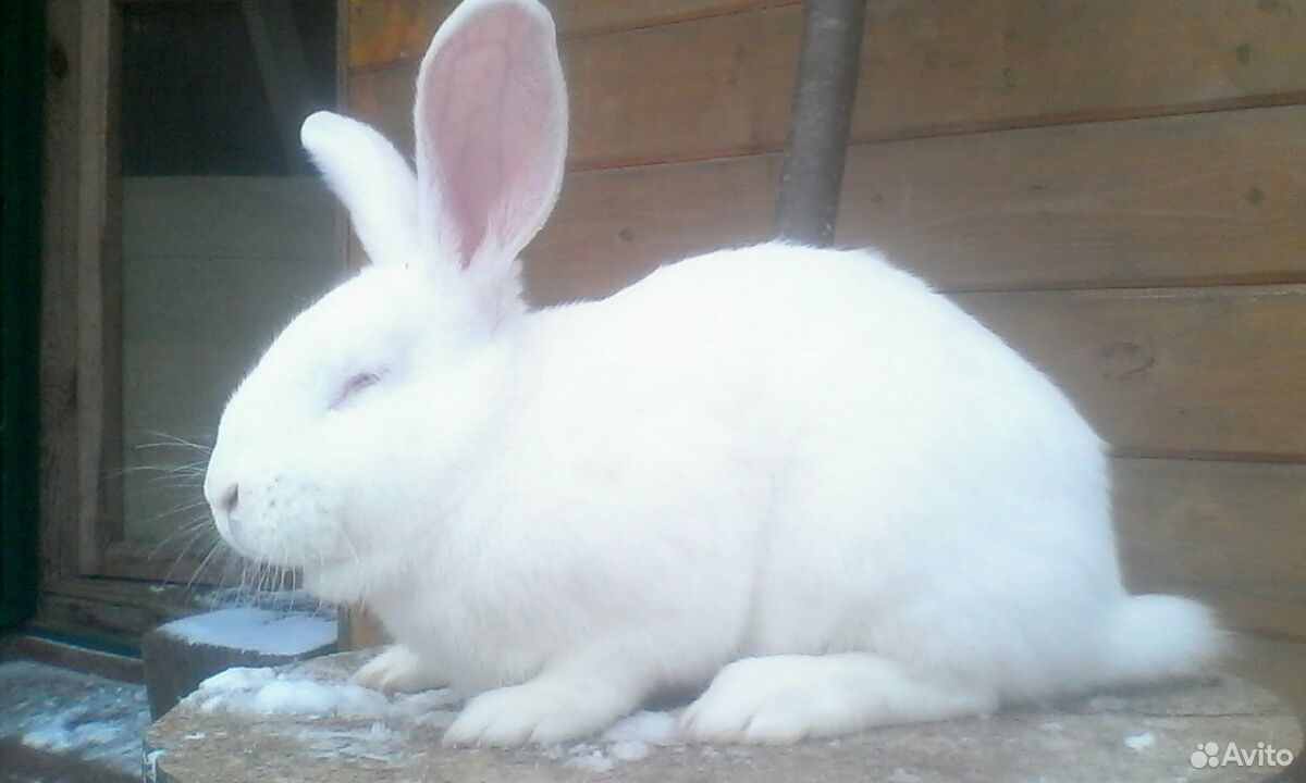 кролики мясных пород авито. кролики мясных пород. недорогие кролики мясных пород. кролики мясных пород. белый мясной кролик.