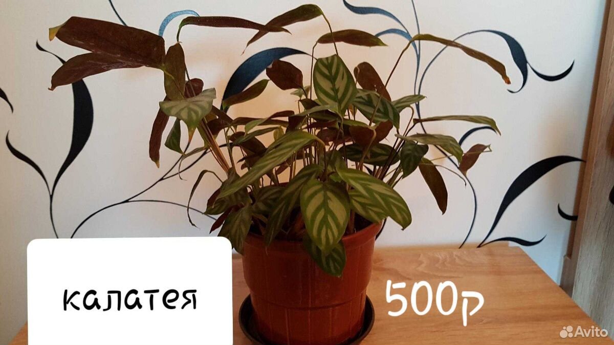 Комнатные растения купить на Зозу.ру - фотография № 5