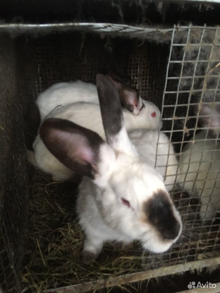 Кролики калифорнийские, 6 месяцев купить на Зозу.ру - фотография № 1