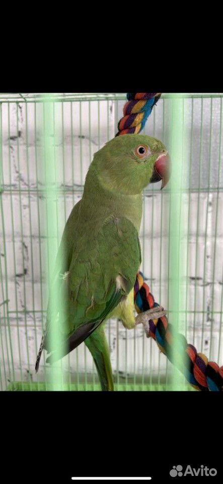 Ожереловый попугай купить на Зозу.ру - фотография № 4