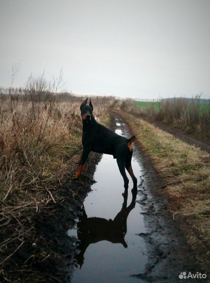 Королевский доберман щенок. Доберманы с 23 февраля. Московский доберман. Доберман тула. Пмр доберман.