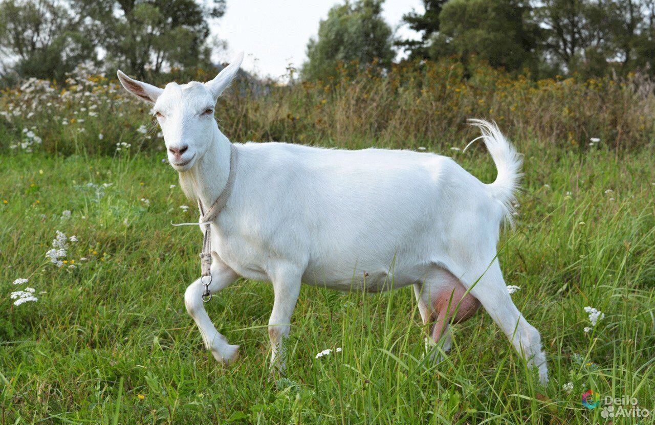 Продается дойная коза с козлятами и козёл купить на Зозу.ру - фотография № 1