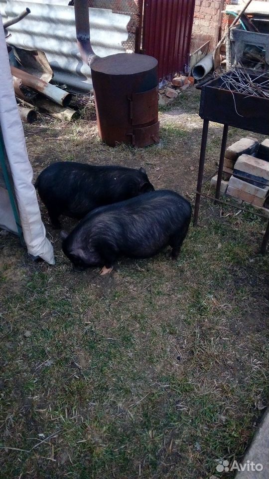Вьетнамские свинки купить на Зозу.ру - фотография № 2