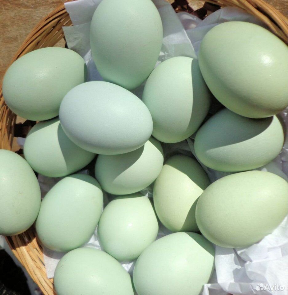 Яйца пасхальных кур купить на Зозу.ру - фотография № 2