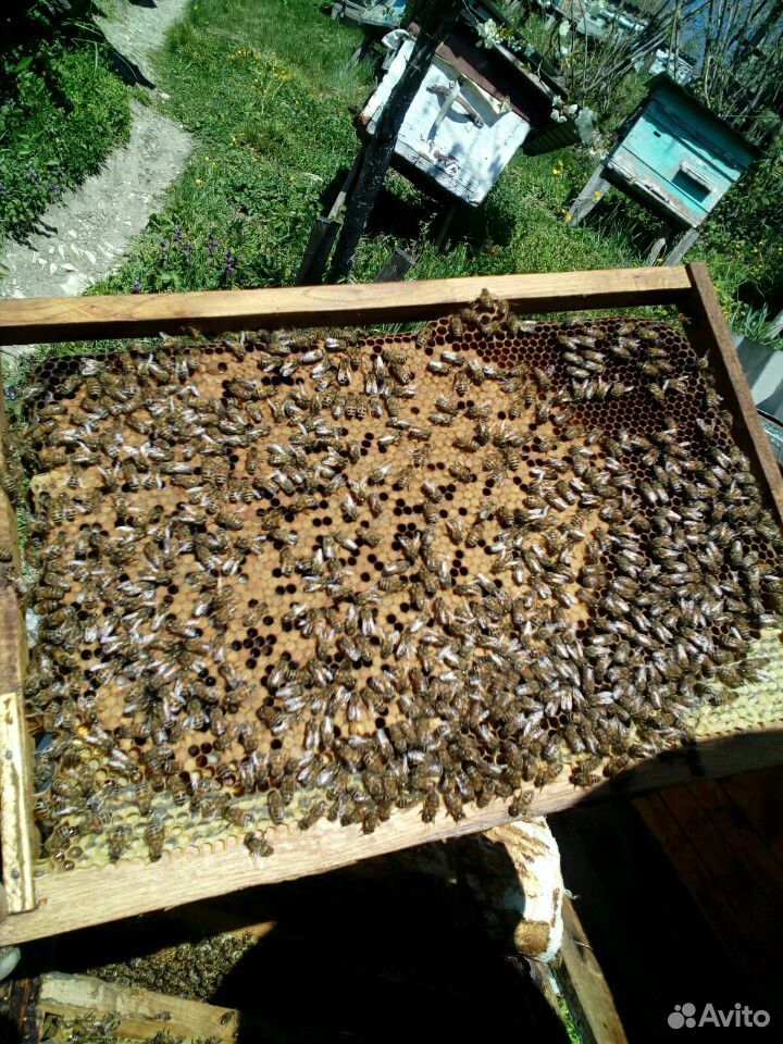 Пчёлы купить на Зозу.ру - фотография № 1
