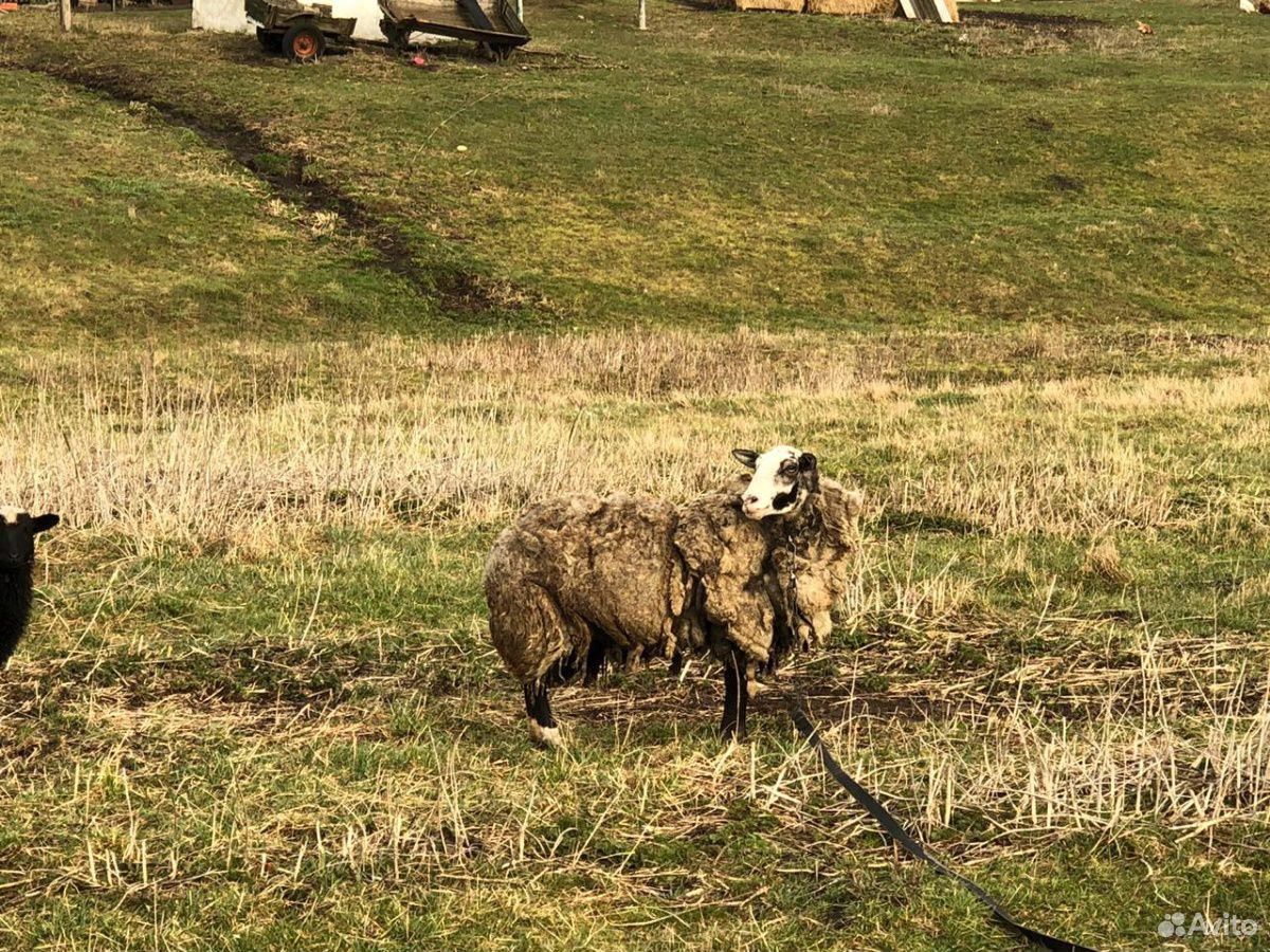 Овцы и ягненок купить на Зозу.ру - фотография № 7