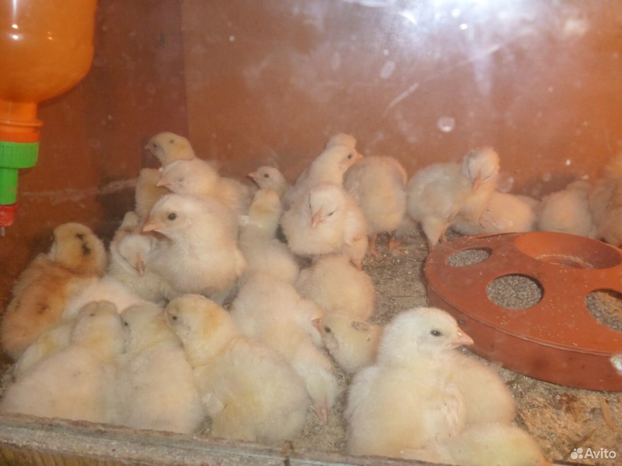 Купить цыплят на Зозу.ру. Продажуцеплят вмысках. Купить цыплят в Самаре и Самарской области. Юла Коркино купить цыплят. Купить цыплят в курске