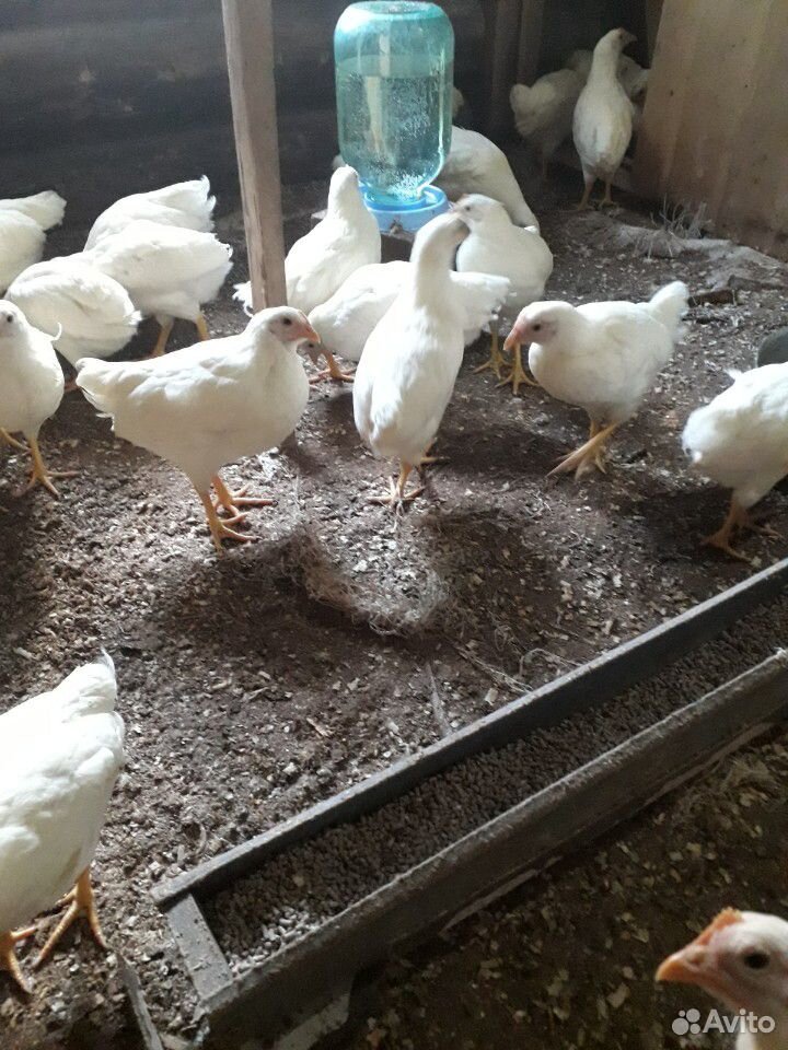 Цыплята кур несушек Декалб уайт 1,5 месяца(50суток купить на Зозу.ру - фотография № 1