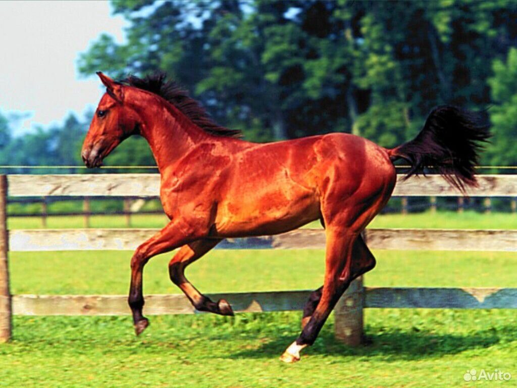 Продаётся рабочая лошадь красного цвета купить на Зозу.ру - фотография № 1