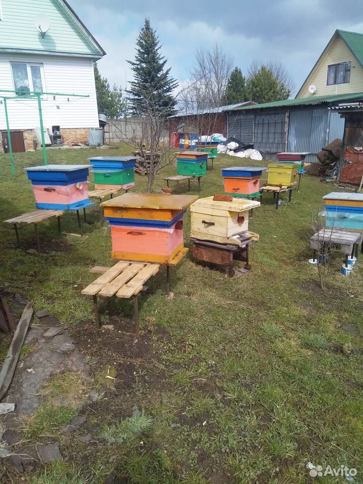 Зимовалые пчелосемьи купить на Зозу.ру - фотография № 1