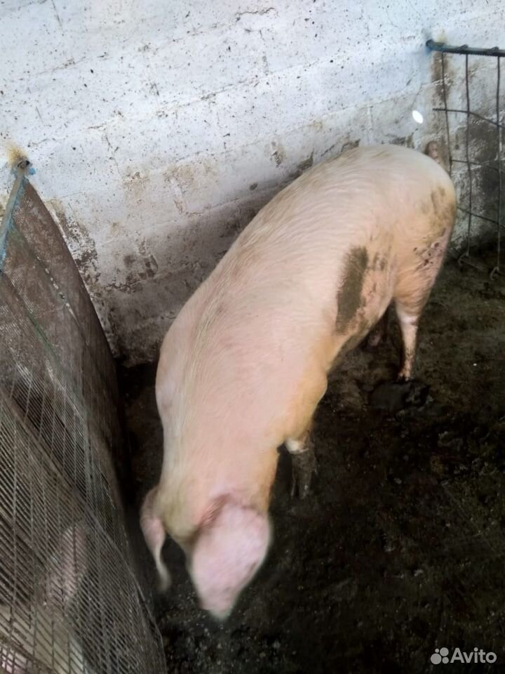 Свиньи на мясо,живым весом купить на Зозу.ру - фотография № 1