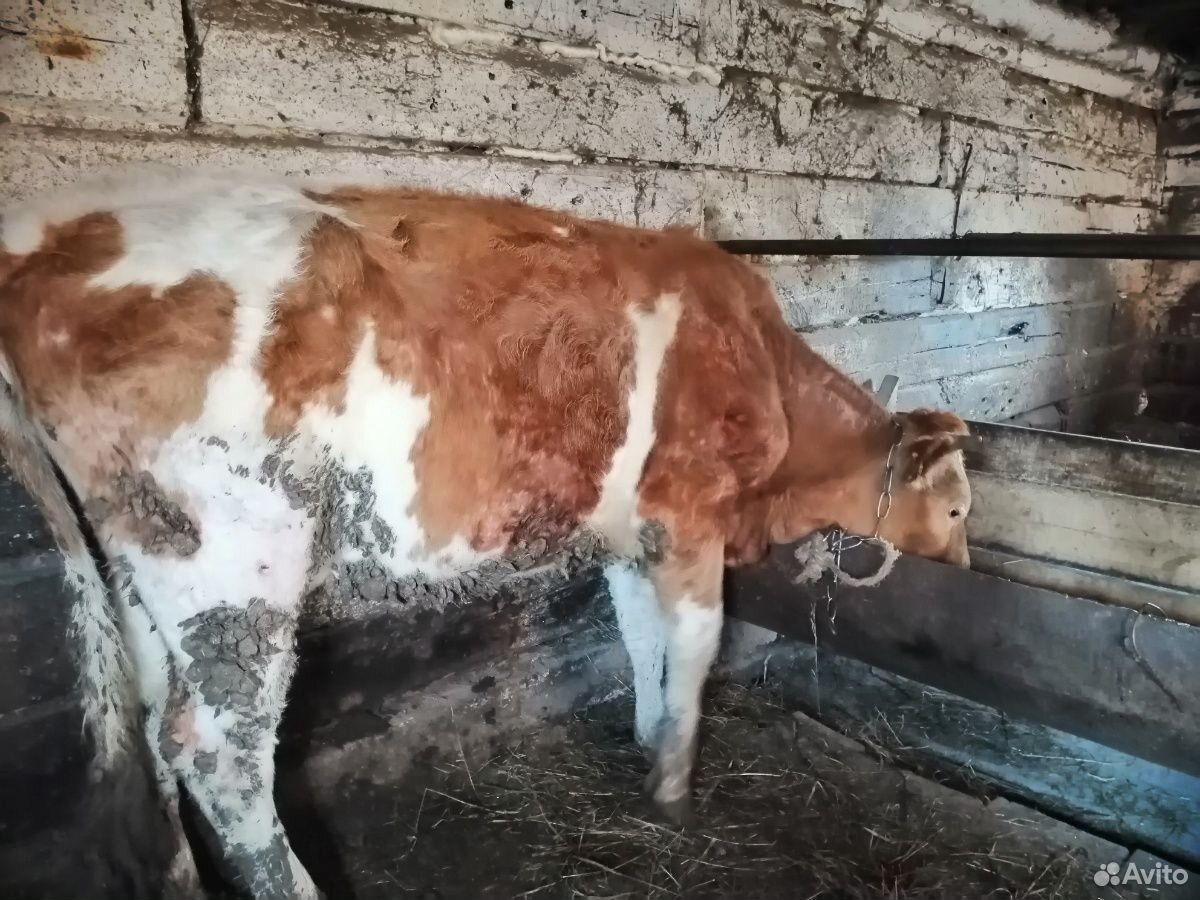 Корова на молоко купить на Зозу.ру - фотография № 4