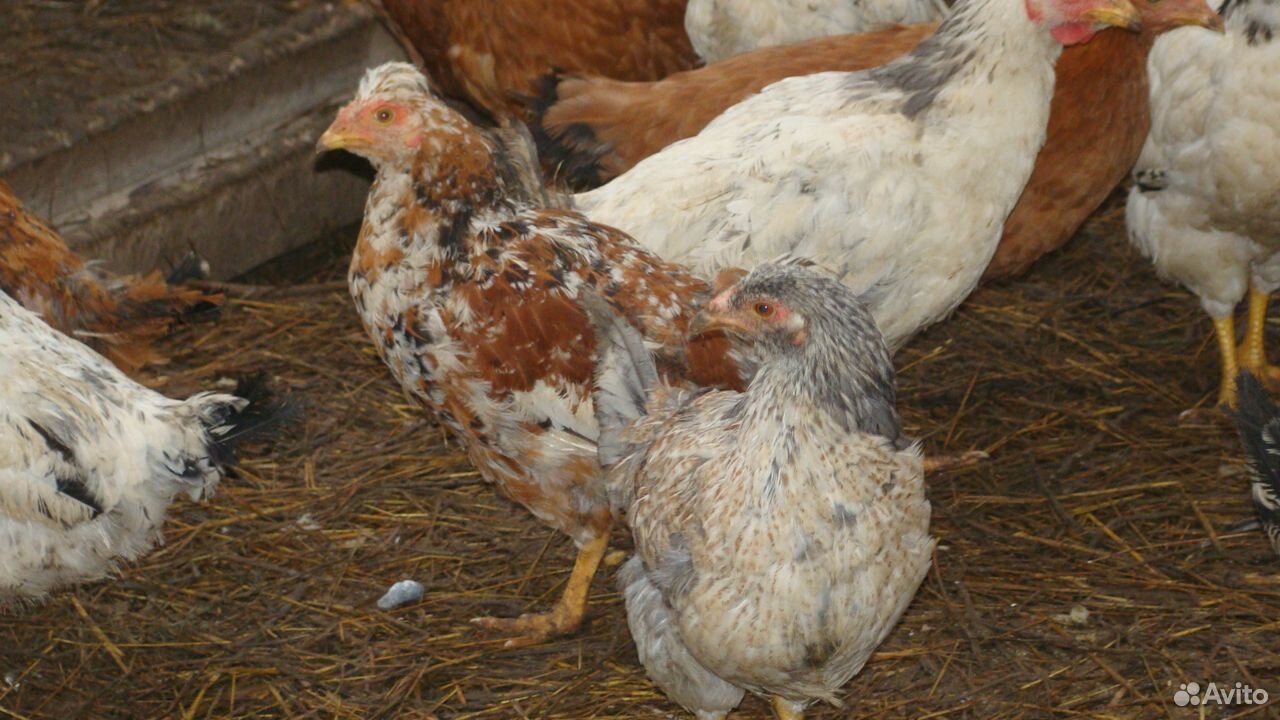 Инкубационное яйцо куриное купить на Зозу.ру - фотография № 2