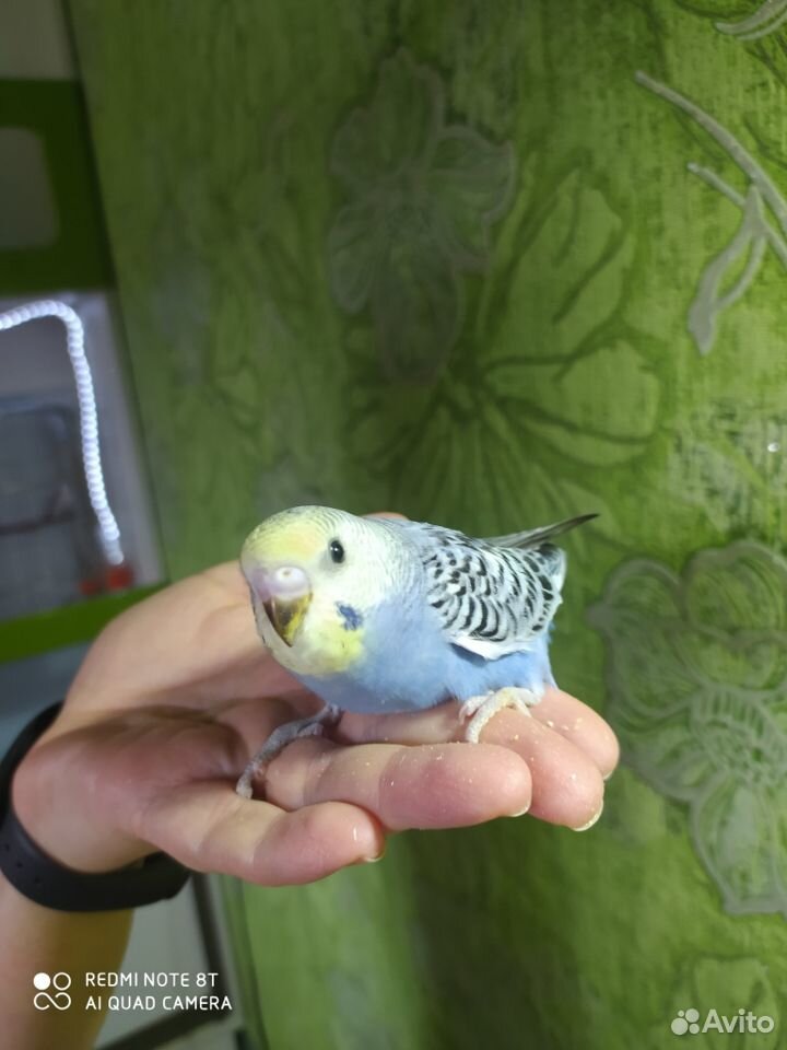Птенцы волнистых попугаев купить на Зозу.ру - фотография № 3