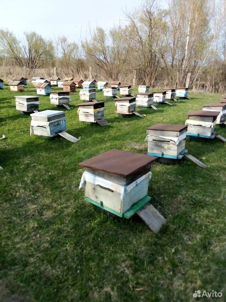 Продаются пчелосемьи купить на Зозу.ру - фотография № 2
