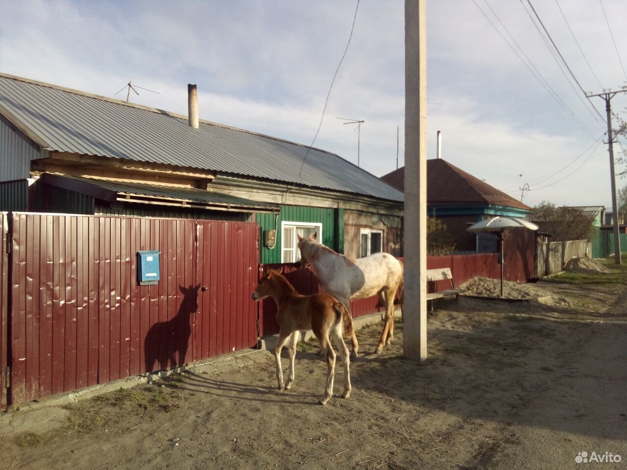 Продаю коней купить на Зозу.ру - фотография № 5