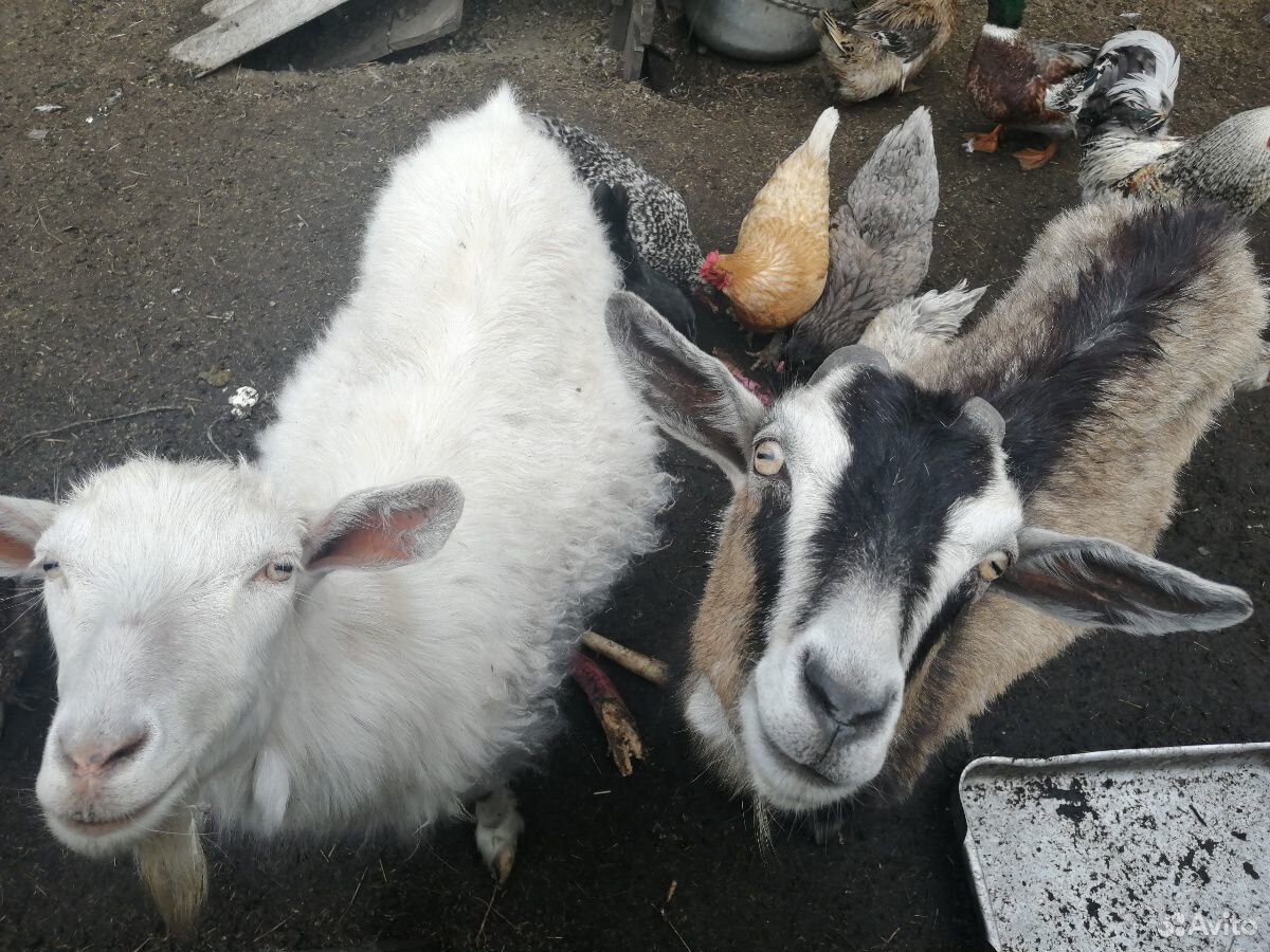 2 козы купить на Зозу.ру - фотография № 1