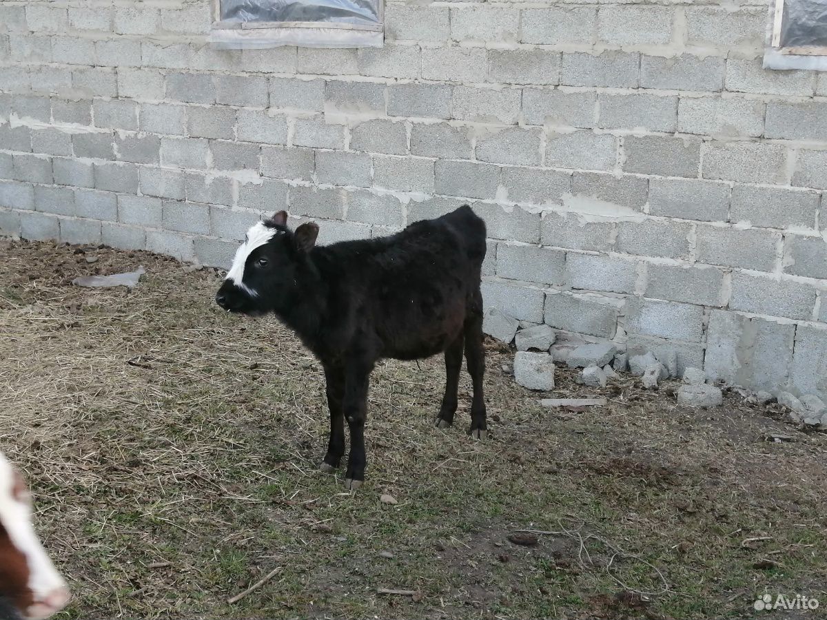 Коровы и телята купить на Зозу.ру - фотография № 8