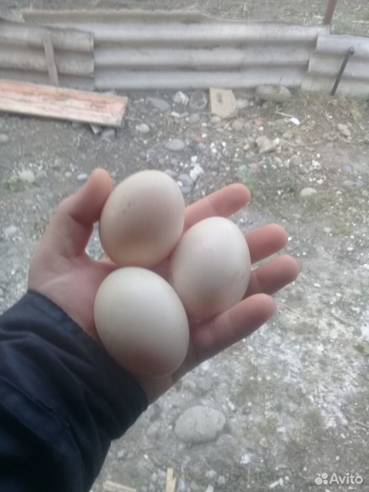 Яйца индоуток купить на Зозу.ру - фотография № 1