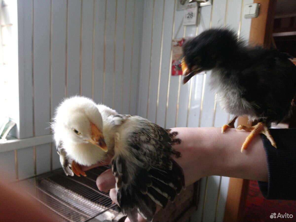 Цыплята, месячные купить на Зозу.ру - фотография № 1