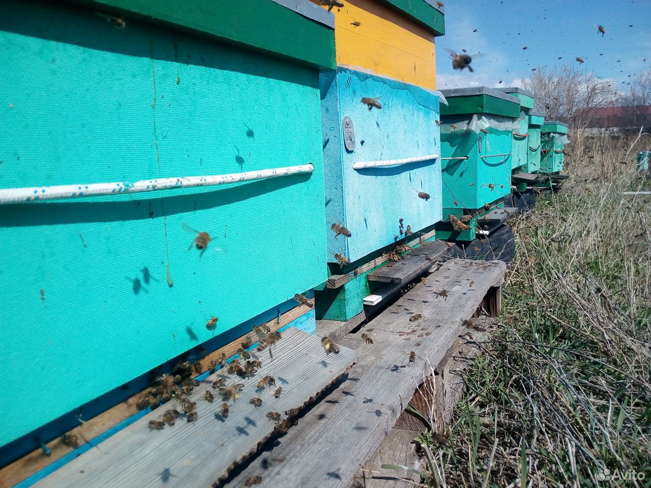 Пчелопакеты,Пчелосемьи Карника и Бакфаст купить на Зозу.ру - фотография № 4