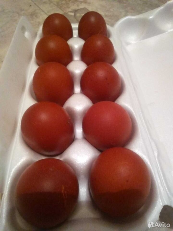 Цыплята, яйцо на инкубацию Серебристо голубых Мара купить на Зозу.ру - фотография № 3